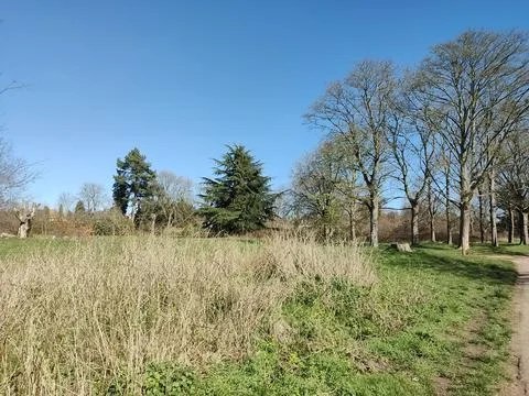 Open grassy meadow area within a park, bordered by trees under a clear blue sky Foto stock