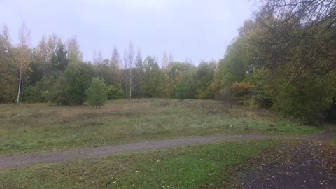Open Grassy Meadow Clearing Surrounded By Forest Trees Stockbeeldmateriaal 348074937
