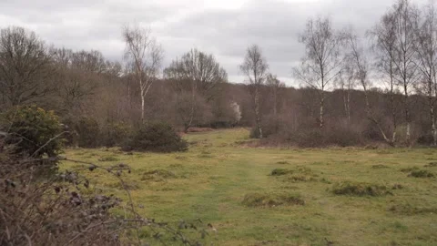 An open green area surrounde by trees and bushes in a distance Stock Footage 300134795