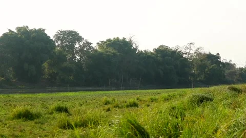 Open Green Field With Forest Trees in Background Stock Footage 327919546