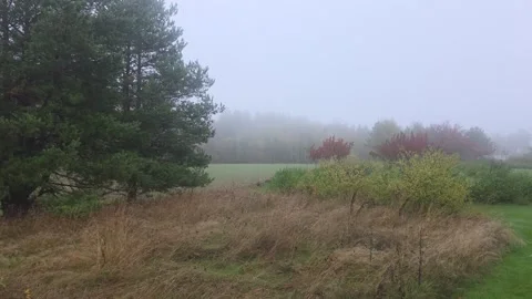 Open Green Field Sloping Gently Toward Distant Misty Forest Stock Footage 348057919