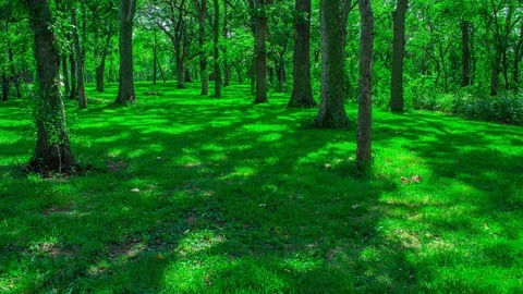 Open Green Forest Oak Tree Shadow Lapse Time Lapse Timelapse Time-Lapse 4K Stock Footage 129007988