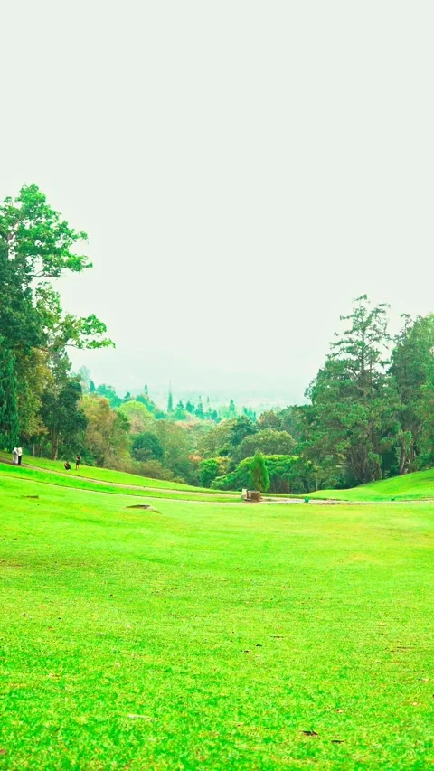 Open green park lawn with trees Video stock 333499466