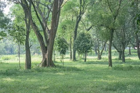 Open Green Space in a Peaceful Tree Grove Stock Photos