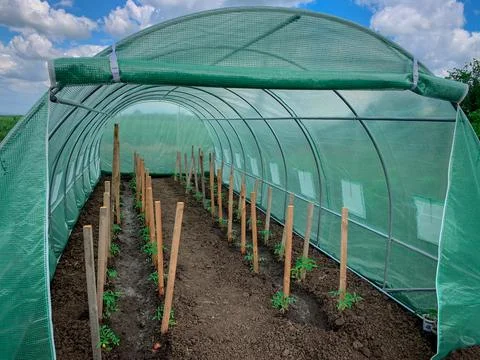Open greenhouse inside with planted rows of organic tomatoes Stock Photos