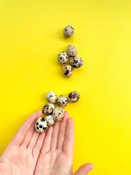 Open hands presenting quail eggs on vivid yellow backdrop, symbolizing nutrition Foto stock