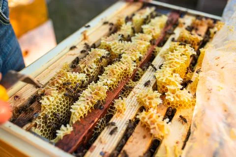 Open hive with bees drew nice straight comb on this foundation-less frame Stock Photos