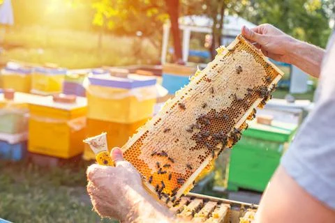 Open hive with bees drew nice straight comb on this foundation-less frame Stock Photos