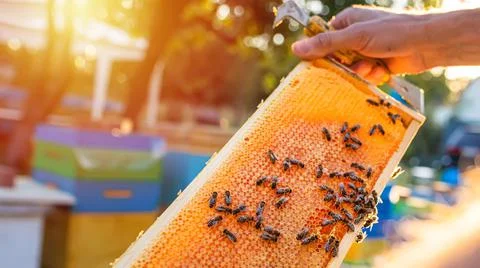 Open hive with bees drew nice straight comb on this foundation-less frame Stock Photos