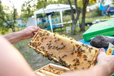 Open hive with bees drew nice straight comb on this foundation-less frame Stock Photos