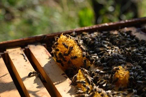 Open hive frame with bright wax comb and bees Stock Photos