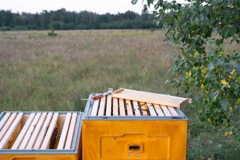 An open hive with frames and bees in rural areas, a bee fumigator, keeping .. Foto stock