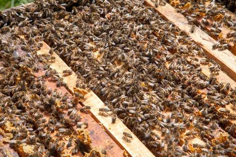 Open hive showing the bees swarming on a honeycomb.. Stock Photos