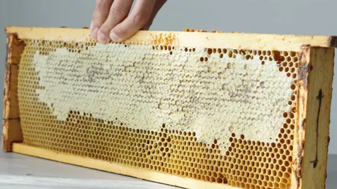 Open honeycomb in wooden frame on the table Stock Footage 202095173