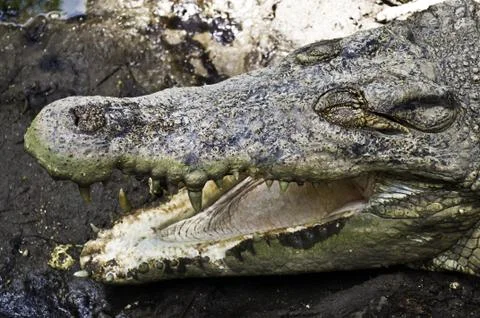 Open jaws crocodile Stock Photos