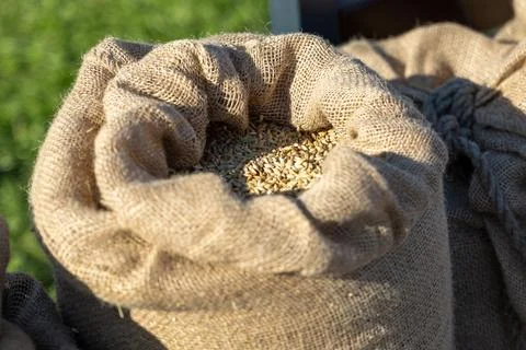 Open jute sack with grain on grass in outdoor farm setting 스톡 사진
