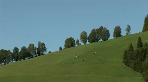 Open land With Cows In Mountains Stock-Footage 10829649