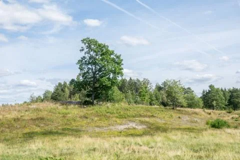 Open landscape with some trees Stock Photos