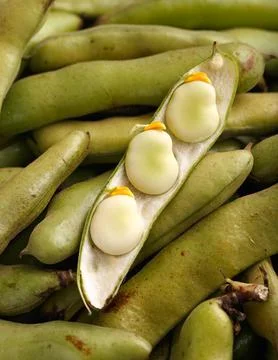 An open large green pod with three large beans. Stock Photos