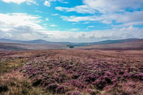 Open, large heather fields overlooking the mountains and blue sky Stock Photos