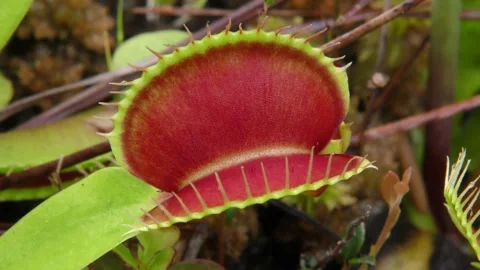Open leaf of Venus Flytrap growing in Carolina bay, North Carolina, USA Video stock 195007877