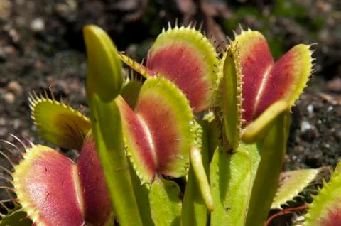 Open leaves of Venus flytrap in garden bed Stock Photos