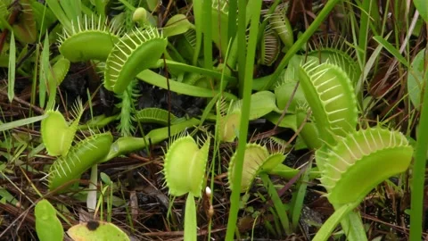Open leaves of Venus Flytraps growing in Carolina bay, North Carolina, USA Stock Footage 194598613