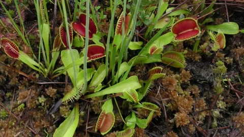 Open leaves of Venus Flytraps growing in Carolina bay, North Carolina, USA 스톡 동영상 194864894