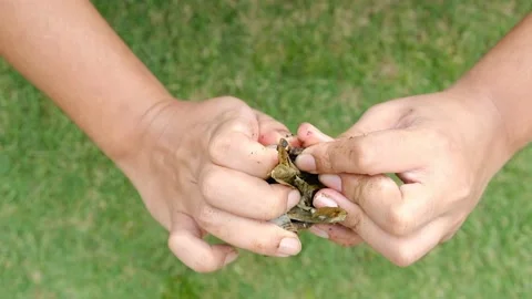 Open Lemang Video stock 157566190