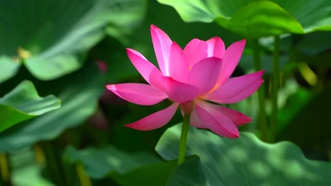 An open lotus flower. Video stock 201924562
