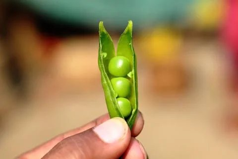 Open marrowfat with hand Stock Photos