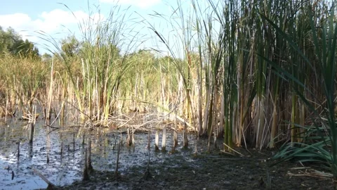 Open marsh landscape with bright green reeds, panning 動画素材 337777812