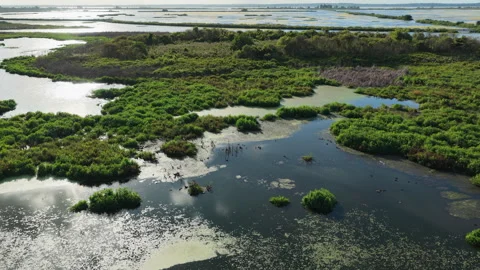 Open marsh landscape ponds vegetation Emeralda Marsh aerial pullback Video stock 333050031