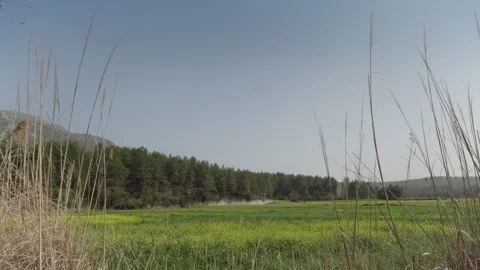Open Meadow with Distant Forest and Blue Sky Stock Footage 282936679