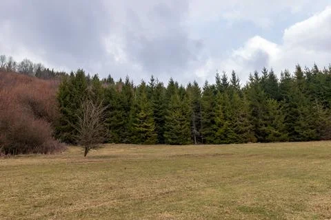 Open Meadow with Lone Tree and Dense Evergreen Forest Under Cloudy Sky Stock Photos
