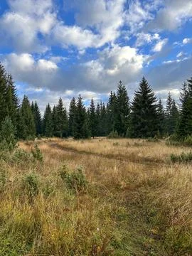 Open meadow with tall grass bordered by a dense evergreen forest Stock Photos