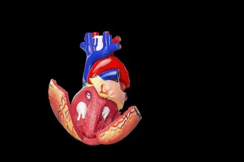 Open model human heart isolated on black background Stock Illustration