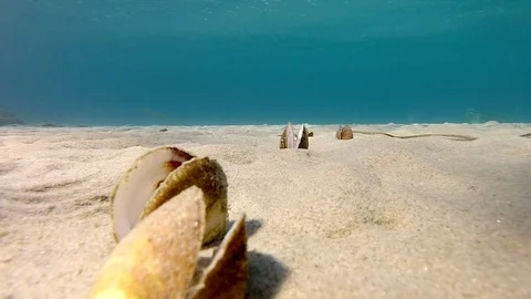 Open mollusk shells scattered on the bottom of the sea Stockbeeldmateriaal 95878390