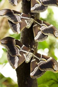 Open moth butterfly perched on a tree Foto stock