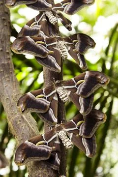 Open moth butterfly perched on a tree Stock Photos