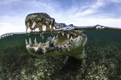 Open mouth of American Crocodile in water, Chinchorro Banks, Mexico Stock Photos