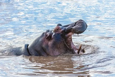 Open-mouth hippopotamus in the lake in Tanzania Stock Photos