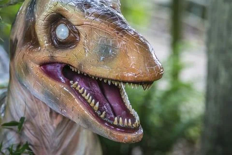 Open mouth showing sharp teeth of a Velociraptor dinosaur statue Stock Photos