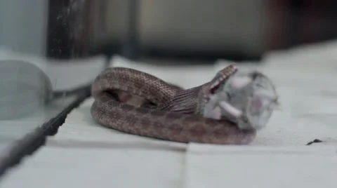 Open mouth snake Stock-Footage 53198468