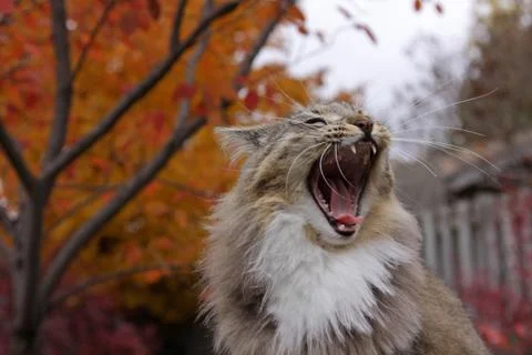 Open mouthed cat Stock Photos