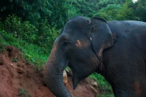 Open mouthed Elephant colored  Stock Photos