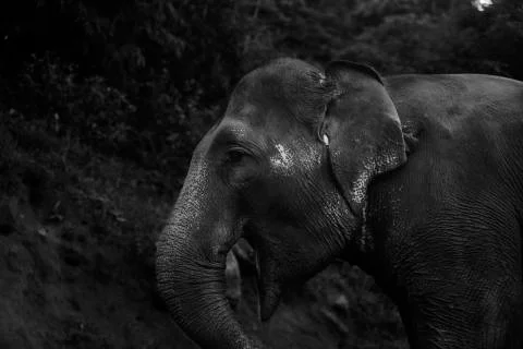 Open mouthed Elephant  Stock Photos