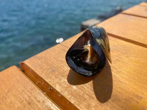 Open mussel shell with fresh meat sits on a sunny wooden dock Stock-Fotos