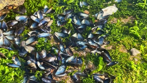 Open Mussel Shells and Green Algae in Shallow Tidal Pool on Rocky Seashore Stock Footage 341541277