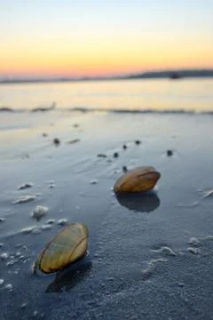 Open mussel shells on sand Stock Photos